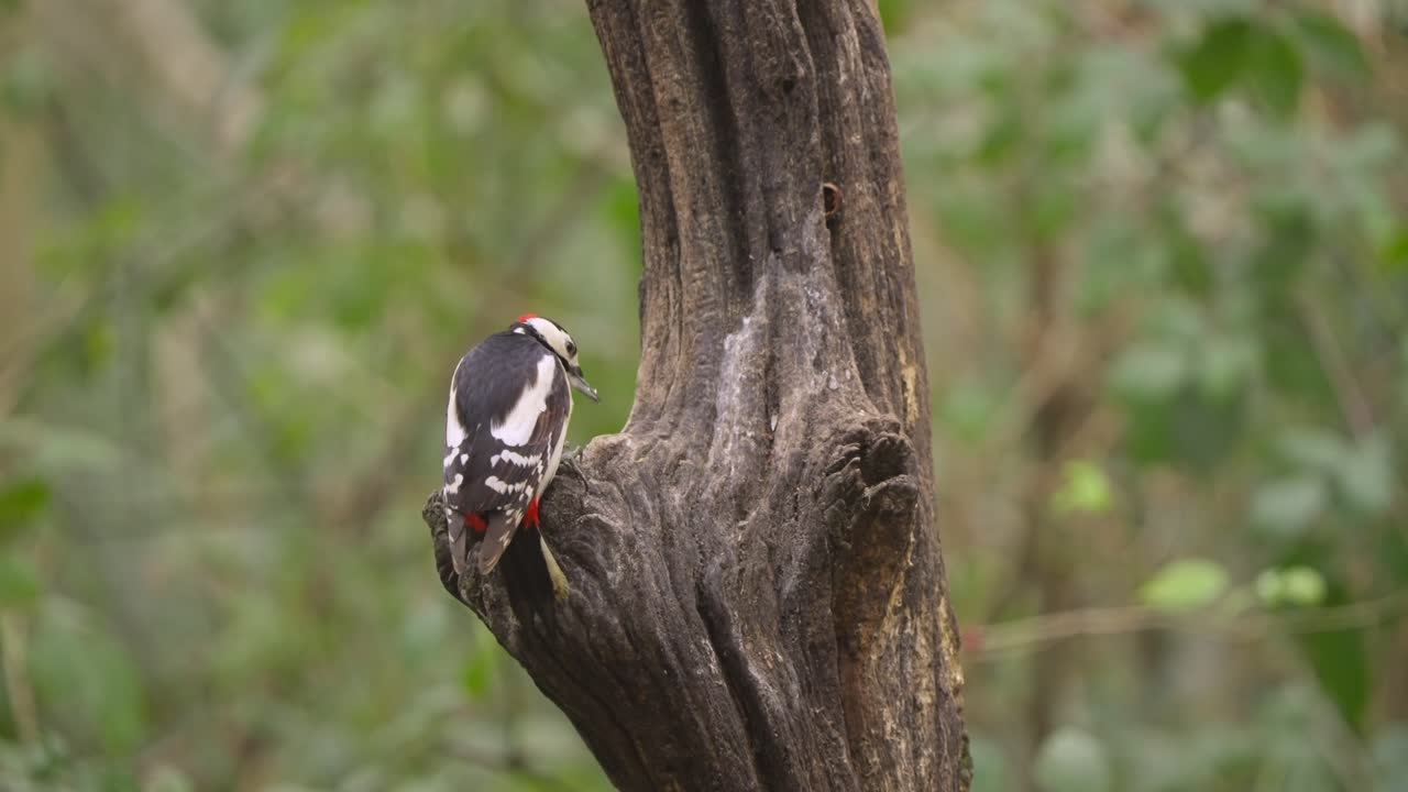 Slow motion woodpecker on tree trunk in Dutch woodland forest habitat