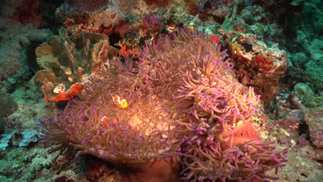 Clownfische-Schwimmen-In-Seeanemonen-Mit-Violetten-Tentakeln