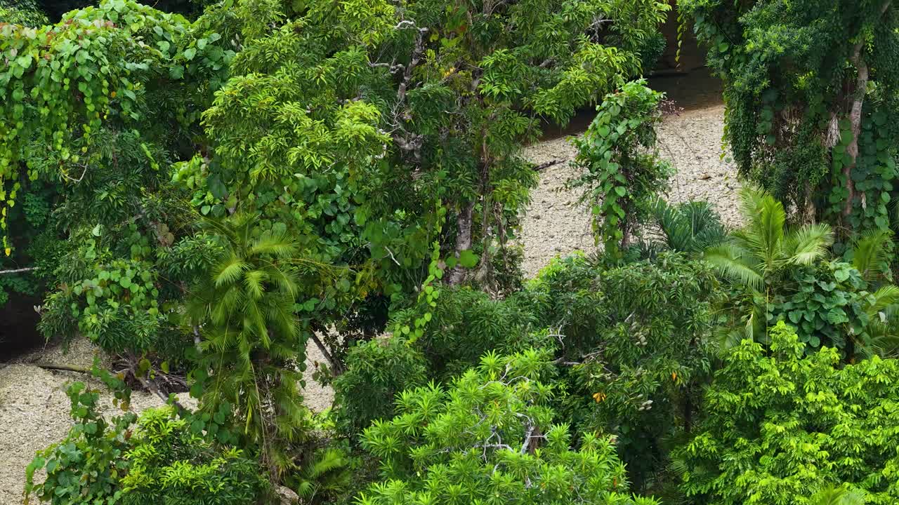 Drone glides above lush tropical rainforest and sandy riverbank, natural daylight, smooth aerial movement