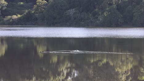 duck swims across a serene, reflective lake
