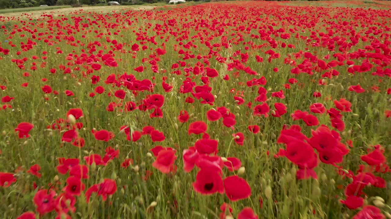 여름 에 낮 에 포피  ⁇  을 날아다니는 것