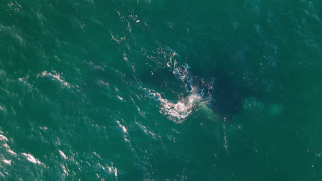 giant whale and calf swimming in ocean with turquoise waves seen from above, puerto madryn, chubut, argentina.
