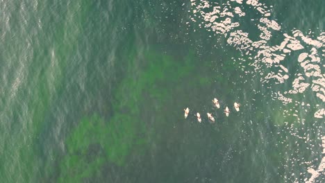 Drone-pan-aerial-videography-shot-of-surfers-waiting-on-ocean-reef-Central-Coast-NSW-Australia-3840x2160-4K