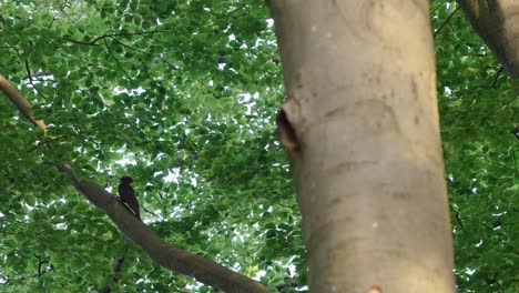 Black-woodpecker-sitting-on-branch-of-a-beech-tree
