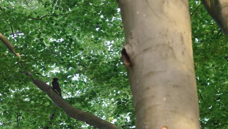 black woodpecker sitting on branch of a beech tree