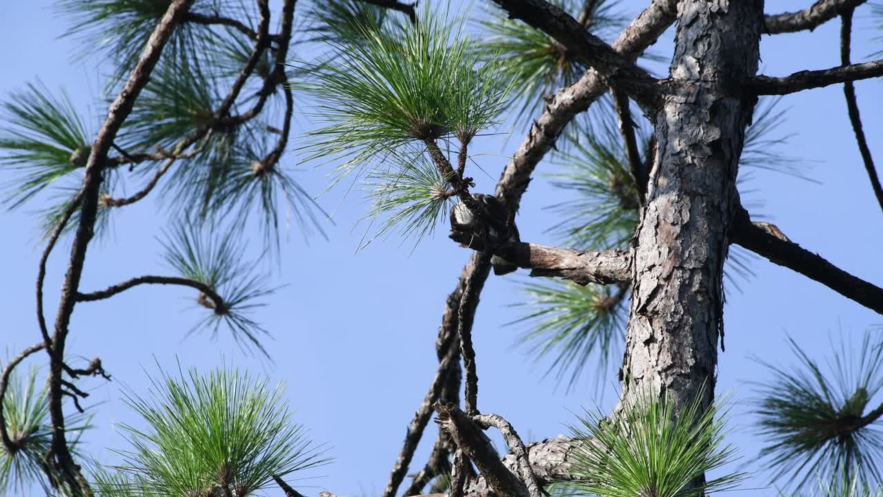 Juvenile Mississippi Kite struggles to keep it's balance on a pine tree branch