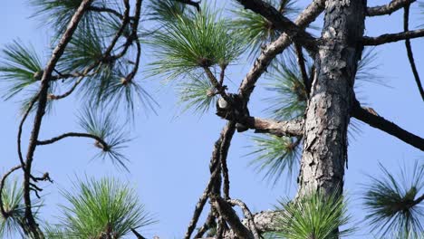 Juvenile-Mississippi-Kite-struggles-to-keep-it's-balance-on-a-pine-tree-branch