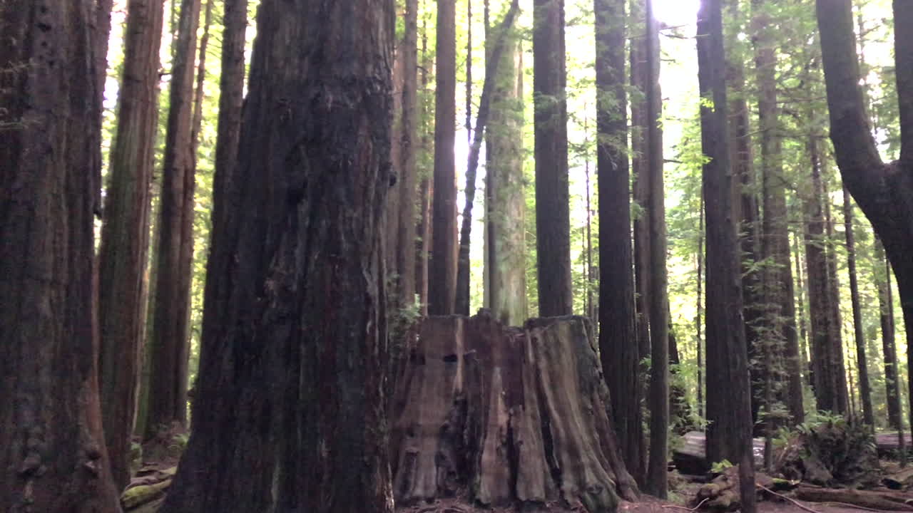 Avenue of the Giants, Humboldt Redwoods State Park, California