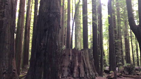 avenue of the giants humboldt redwoods state park california