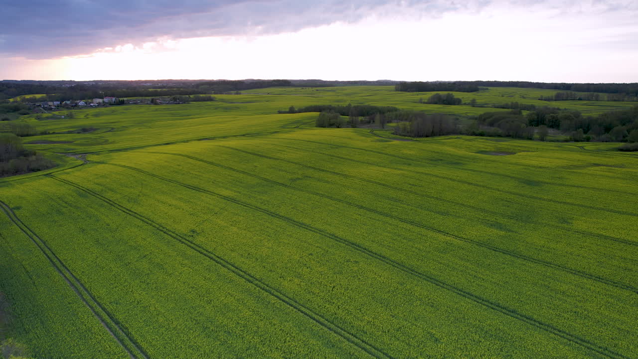 Drone flight over country road cutting through vivid yellow rapeseed fields