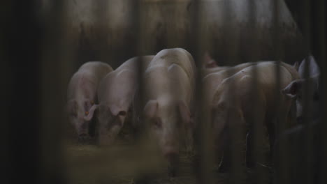 piglets in a farm pen