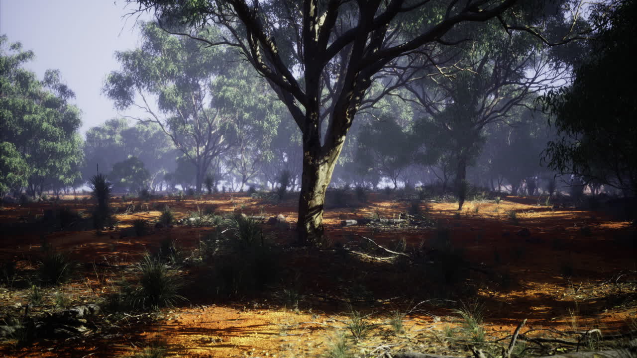 Vibrant forest landscape showcasing sunlight filtering through trees