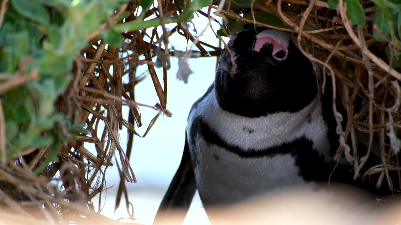 vista de telefotografía del pingüino del cabo escondido en la vegetación costera, reserva de stony point