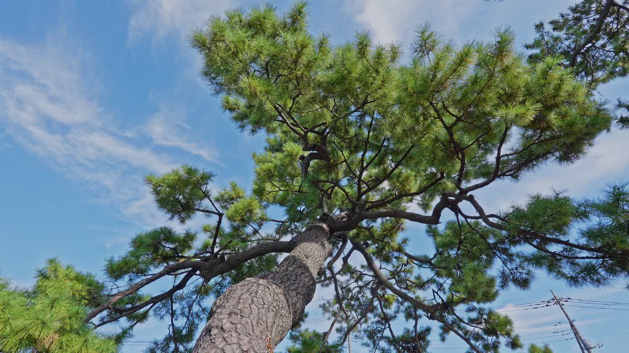 Vista drammatica dal basso verso l'alto del tronco di un grande e denso albero di pino, con un cielo azzurro sullo sfondo