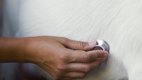 mujer cuidando de la cabra blanca