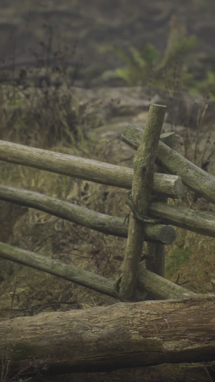 Scenic rustic wooden fence in a serene forest during early morning mist