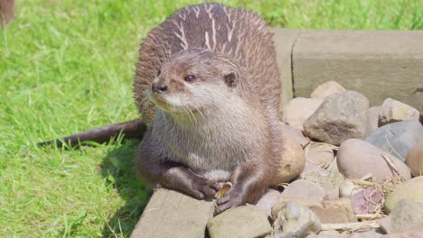 Group-of-young-playful-otters