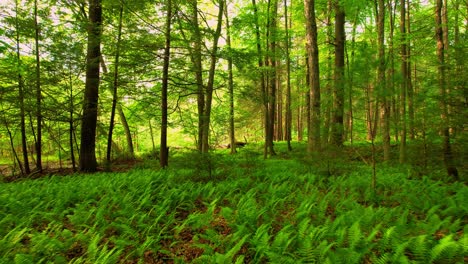 Langsames,-Flüssiges,-Leises-Drohnen-Videomaterial,-Das-Sich-Durch-Einen-Friedlichen,-Magischen-Farnwald-Mit-Wunderschönem-Goldenem-Licht-Bewegt