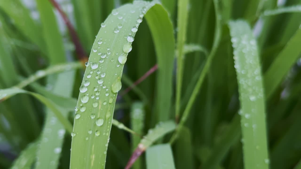Macro shot of a green blade of lemon grass, covered in glistening dew drops that shimmer in the soft light, evoking the peaceful freshness of early morning nature