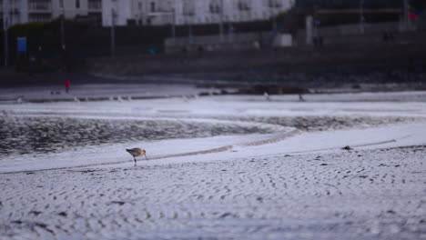 Hungry-Whimbler-Hunting-Food-At-The-Lake-Shore-In-South-Ireland---Medium-Shot