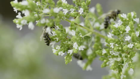 oregano plant with bees