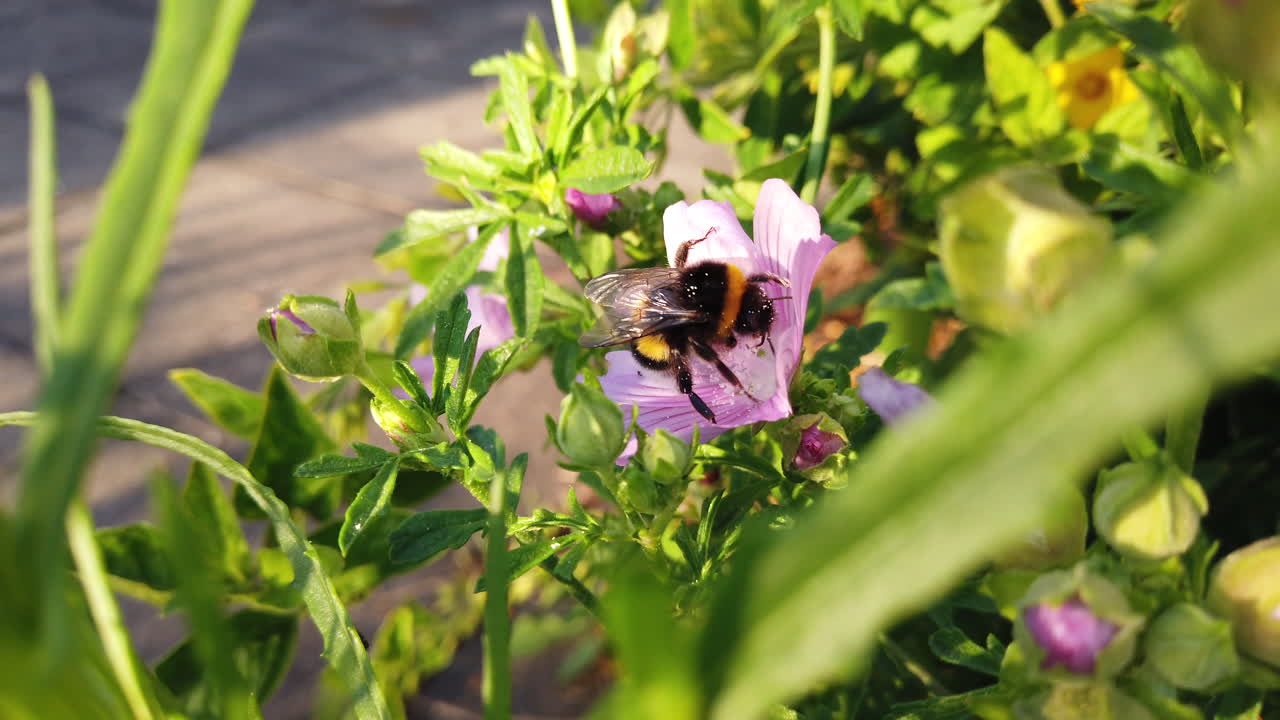 A buff-tailed bumblebee visiting a pink malva flower to drink nectar and collect pollen