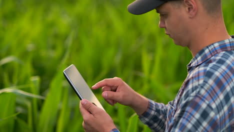 Back-view:-the-Modern-farmer-in-his-shirt-and-baseball-cap-with-tablet-computer-in-the-hands-of-the-hand-touches-the-leaves-of-corn-in-field-at-sunset-by-analyzing-the-state-of-the-harvest-and-health-of-plants.-Modern-agriculture