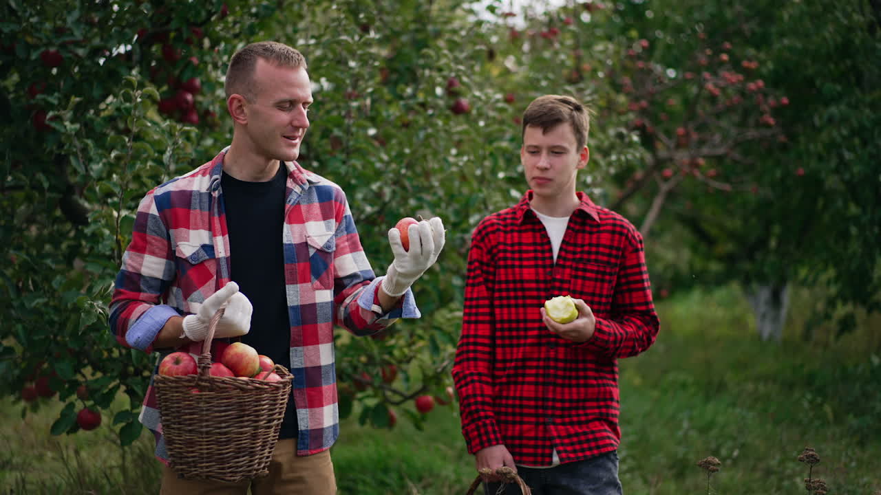Man and teenage boy standing in the green apple garden. Man holding a basked with fruit and tossing red apple. Boy is eating an apple.