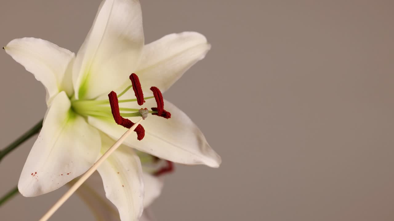 Close-up of a lily flower highlighting its pistil and anthers, showcasing pollination details with soft lighting and neutral background