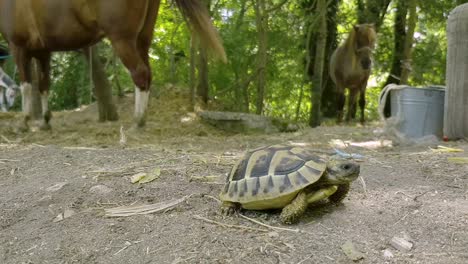 crawling greek tortoise with standing horses from behind near countryside forest