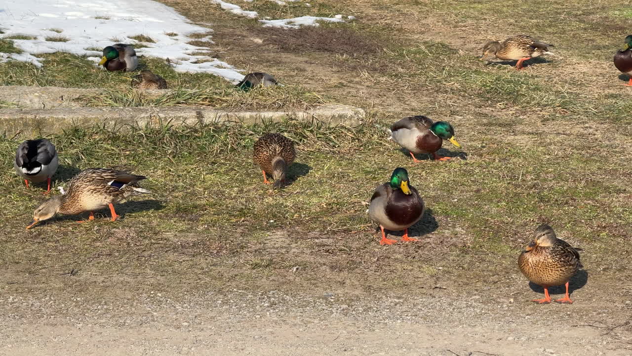 Group of mallard ducks foraging on grass near melting snow