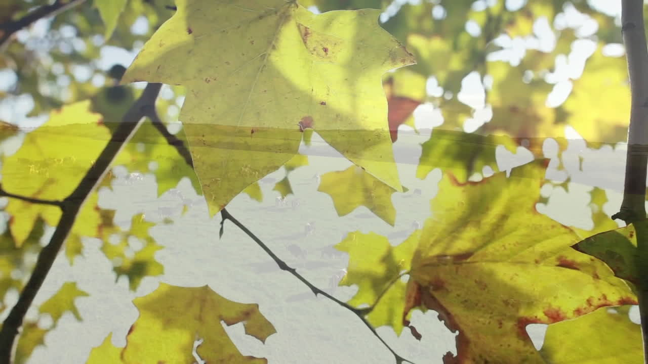 Sunlight filtering through green and yellow autumn leaves on tree branches