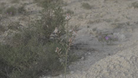 fixed shot of a solitary asphodel flower surrounded by soil and sparse vegetation in natural setting - israel