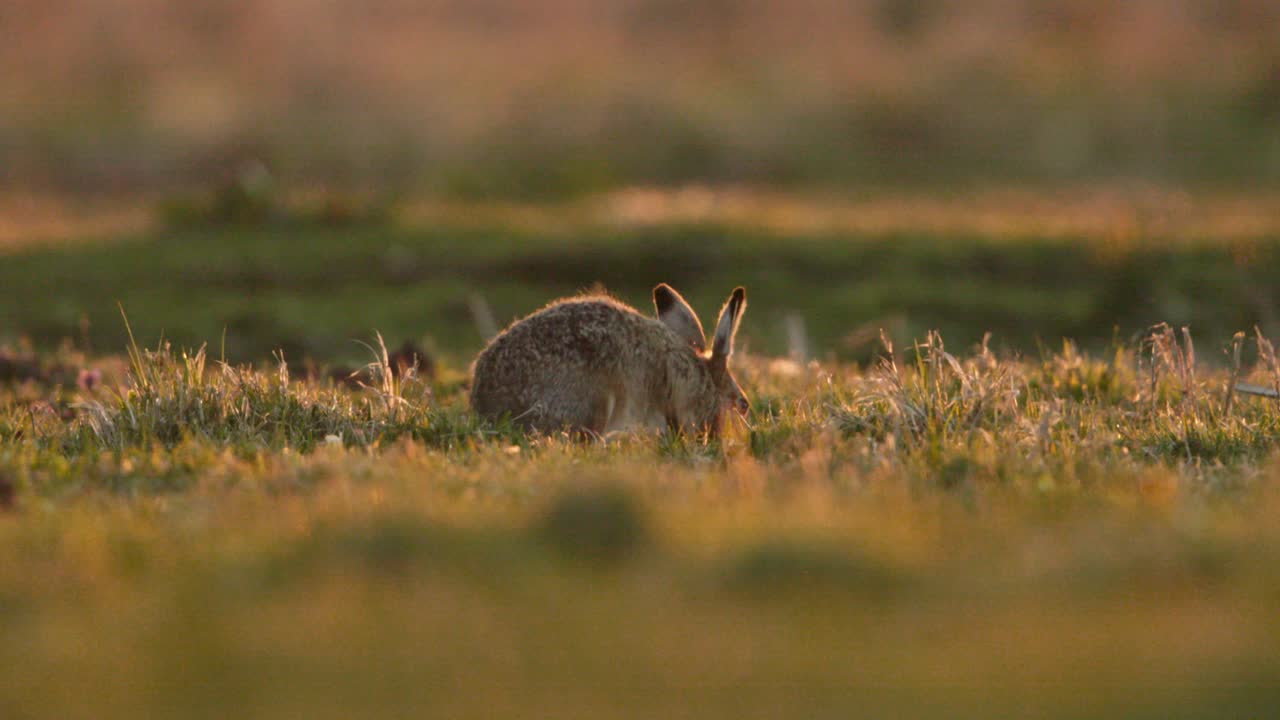 Lone hare feeds on grass in evening sunlight, close ground view slo-mo