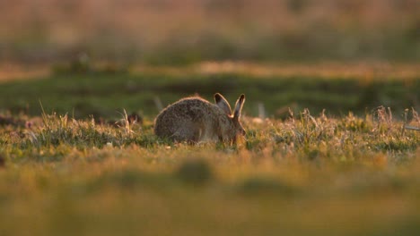 lone hare feeds on grass in evening sunlight, close ground view slo-mo