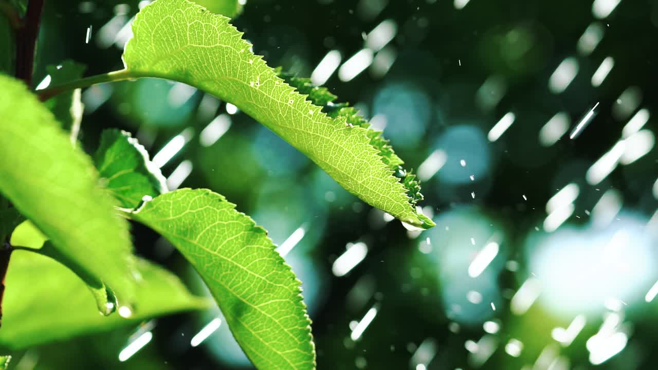 나뭇잎에 물방울, 슬로우 모션