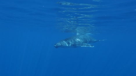 Young-humpback-whale-pass-in-clear-water-of-the-pacific-ocean--slow-motion-shot