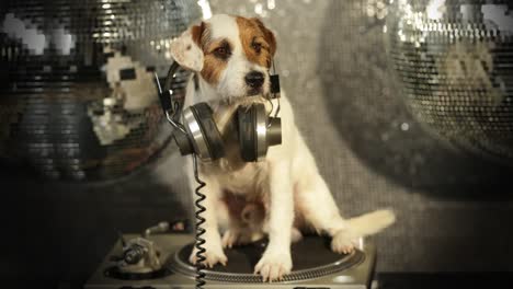 perro dj 4k 30