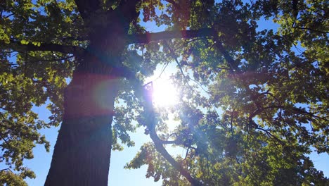 sunshine behind tree foliage on summer in warsaw