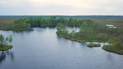 beautiful aerial view of bog landscape with lakes on a sunny summer day, dunika peat bog , fly over the pine trees, wide angle drone shot moving forward