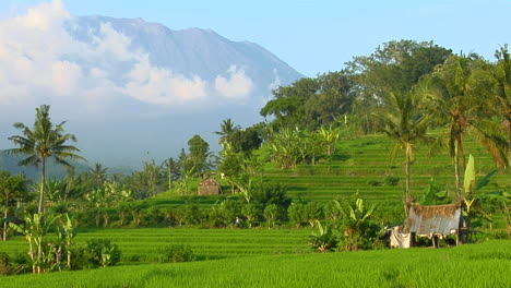 a terraced rice farm grows green fields 4
