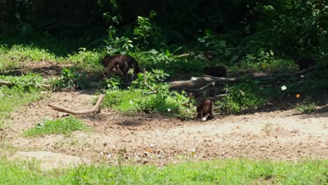 Madre-Con-Un-Bebé-Colgando-Debajo-De-Su-Vientre-Seguido-Por-Otros-Dos,-Mientras-Que-Otro-Excava-Para-Comer-Algunos-Minerales,-Macaco-De-Cola-De-Muñón,-Macaca-Arctoides,-Parque-Nacional-Kaeng-Krachan,-Tailandia