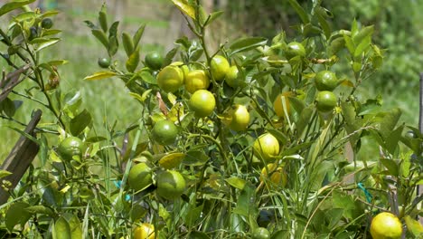 Lush-lemon-tree-with-yellow-and-green-fruits