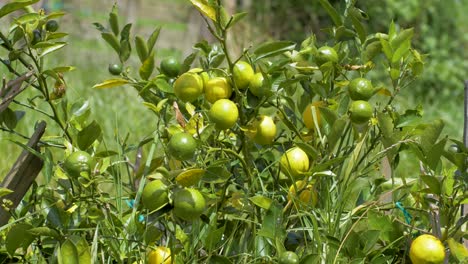 árbol de limón exuberante con frutos amarillos y verdes