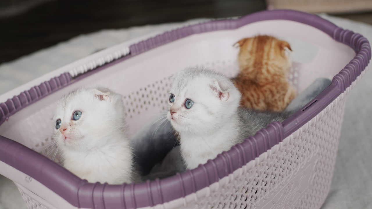 Gatitos tiernos miran atentamente desde la cesta.