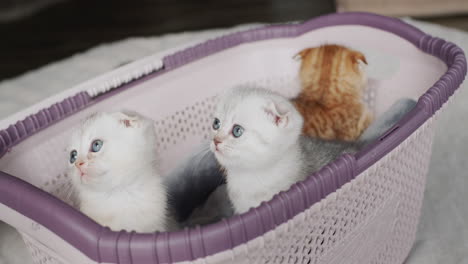 cute kittens look attentively from the basket.