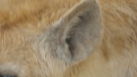 close up of a hyena`s head