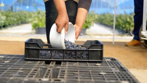 Worker-putting-blueberries-in-crate-4k