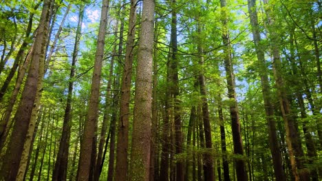 gliding gently through a tall, beautiful pine forest in the appalachian mountains during a sunny summer’s day