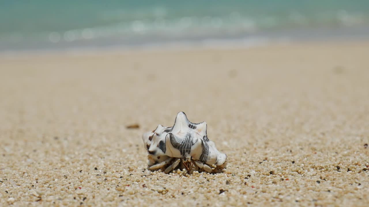 Walking crab in shell on a natural dream beach in Lombok, Indonesia. Waves on fine sand beach. Blurry background follow shot for wildlife documentary, travel and tourism videos. Closeup nature video.